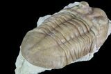 Asaphus (New Species) Trilobite - Russia #89061-4